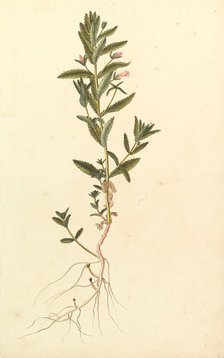 Botanical Study, ca. 1820. Creator: Anon.