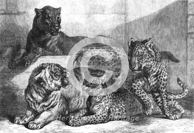 Leopards and tigress lately added to the Zoological Society's collection, Regent’s Park, 1868. Creator: Mason Jackson.