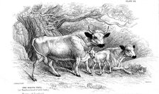 British wild or park cattle.  Artist: William Jardine