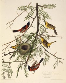The orchard oriole. From "The Birds of America", 1827-1838. Creator: Audubon, John James (1785-1851).