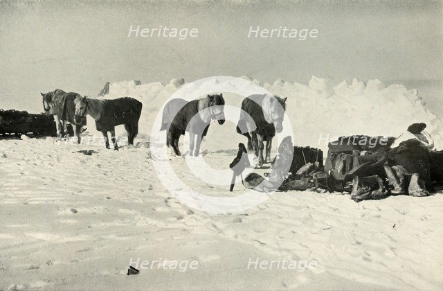 'Ponies Behind Their Shelter in Camp on the Barrier', 1911, (1913). Artist: Robert Falcon Scott.