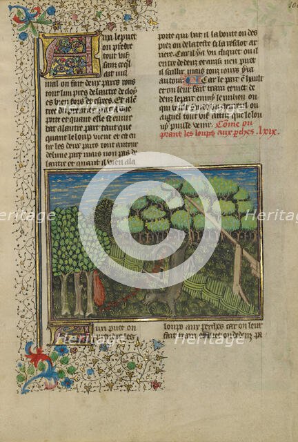 A Wolf Caught in a Foot Trap; Livre de la Chasse, about 1430-1440. Creator: Unknown.