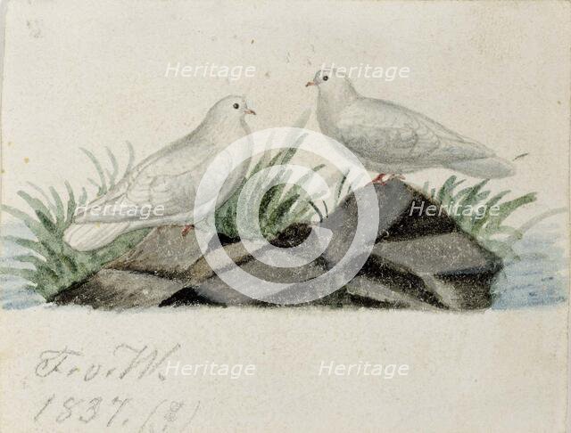 Pigeons, 1837. Creator: Ferdinand von Wright.