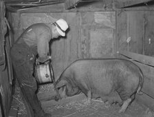 Mr. Bosley of Bosley reorganization unit, Baca County, Colorado, feeding a sow, 1938. Creator: Russell Lee.