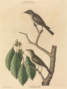 The Little Brown Flycatcher, published 1731-1743. Creator: Mark Catesby.