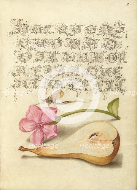 Mayfly, Red Campion, and Pear; Mira calligraphiae monumenta, 1561-1562; illumination added 1591-1596 Creator: Joris Hoefnagel.