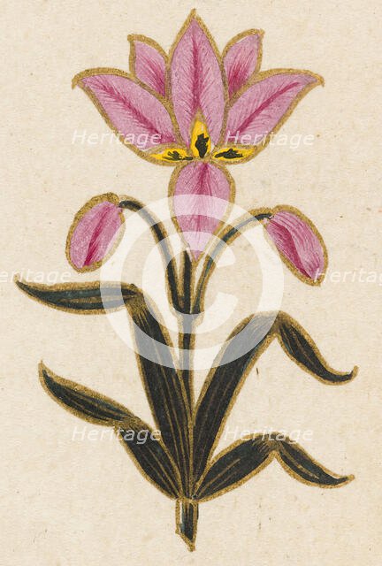Pink lily motif, Folio from the Small Clive Album, Dated 1674-1675. Creator: Unknown.