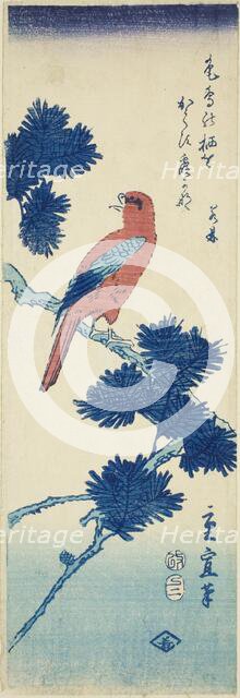 Bird on pine tree, 1857. Creator: Utagawa Hiroshige II.