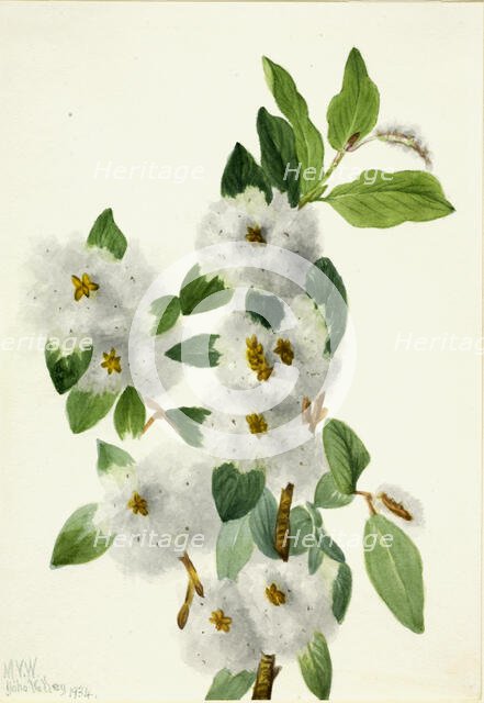 Rock Willow (Salix vestita), 1934. Creator: Mary Vaux Walcott.