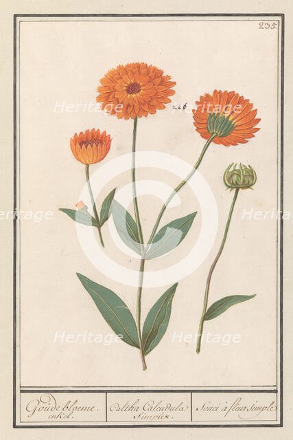Marigold (Calendula), 1596-1610. Creators: Anselmus de Boodt, Elias Verhulst.