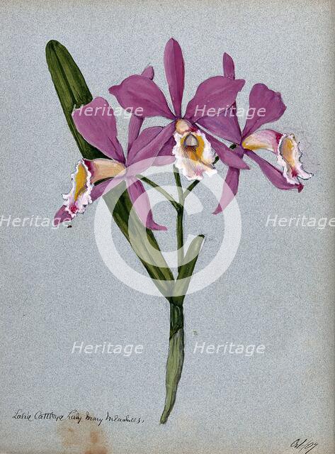 An orchid hybrid (Laelia x Cattleya "Lady Mary Measures"): flowering stem and leaves, 1907. Creator: Unknown.