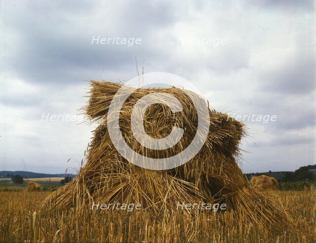 Wheat, Pennsylvania, 1943. Creator: John Collier.