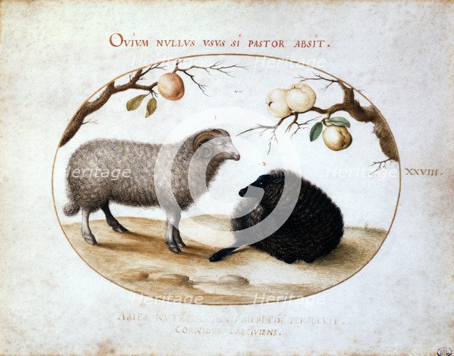 'Ram, Black Sheep and Two Apple Branches', 16th century.  Artist: Joris Hoefnagel