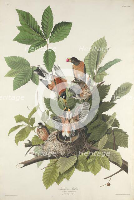 American Robin, 1832. Creator: Robert Havell.
