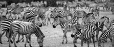 Zebra Herd. Creator: Viet Chu.