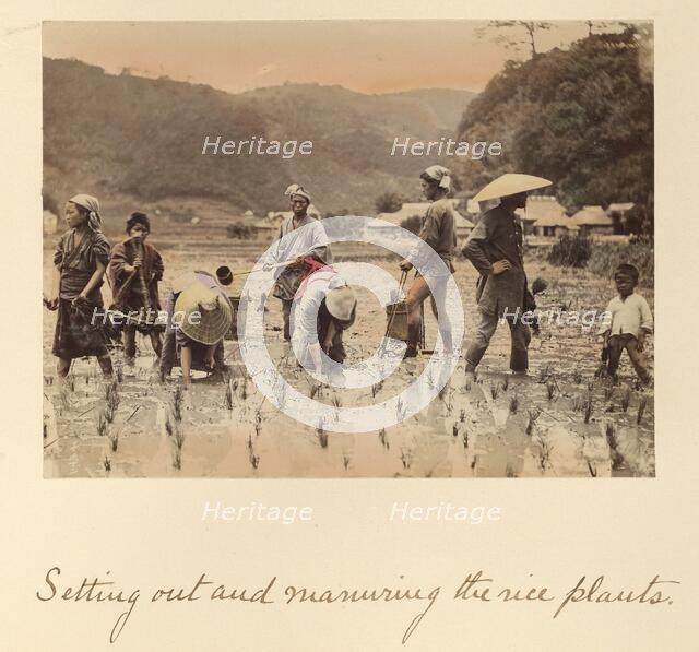 Setting out and manuring the rice plants, about 1873-1883. Creator: Shinichi Suzuki I.