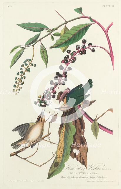 Worm-eating Warbler, 1828. Creator: Robert Havell.