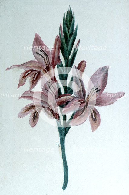'Glaieul' (Gladioli), 19th century.  Artist: George Sand