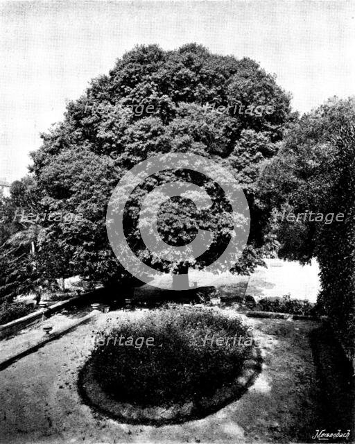 In the grounds of the Château Thorenc, Cannes, 1895. Creator: George Meisenbach.