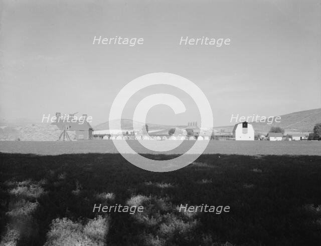 Looking across alfalfa field, late afternoon, Moxee Valley district, Yakima Valley, Washington, 1939 Creator: Dorothea Lange.
