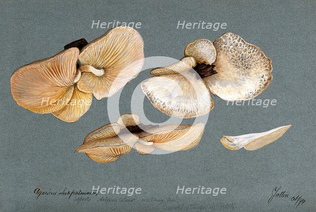 A fungus (Agaricus subpalmatus?): groups of fruiting bodies on wood, 1894. Creator: Unknown.