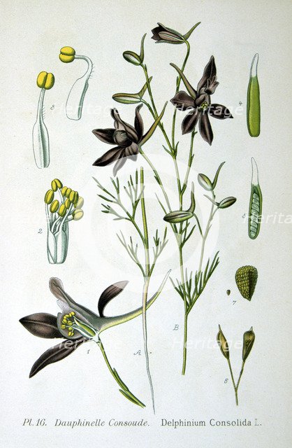 Larkspur, 1893. Artist: Unknown