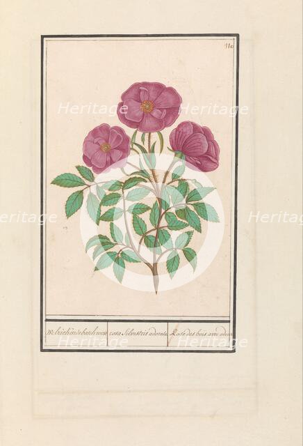 Wild Rose (Rosa), 1596-1610. Creators: Anselmus de Boodt, Elias Verhulst.