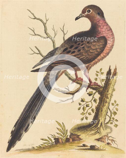 Fedoa Americana pectore ruso, 1740. Creator: George Edwards.