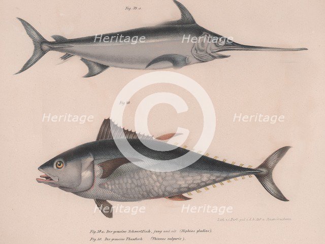 Swordfish (Hiphias gladius),  Thinnus bulgaris, c.1850s. Artist: Unknown.