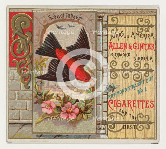 Scarlet Tanager, from the Birds of America series (N37) for Allen & Ginter Cigarettes, 1888. Creator: Allen & Ginter.