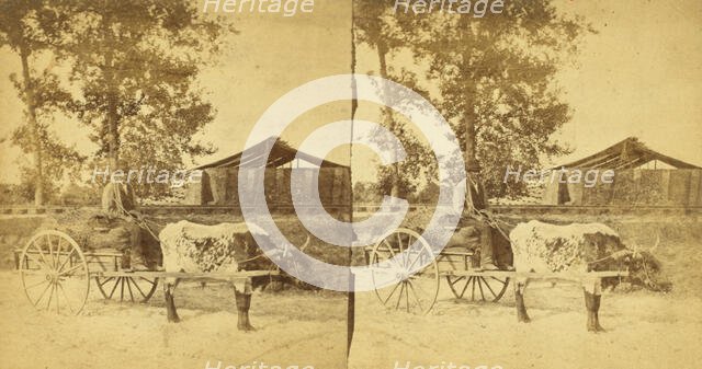 Going to market. [Man on an oxcart], (1868-1900?). Creator: O. Pierre Havens.