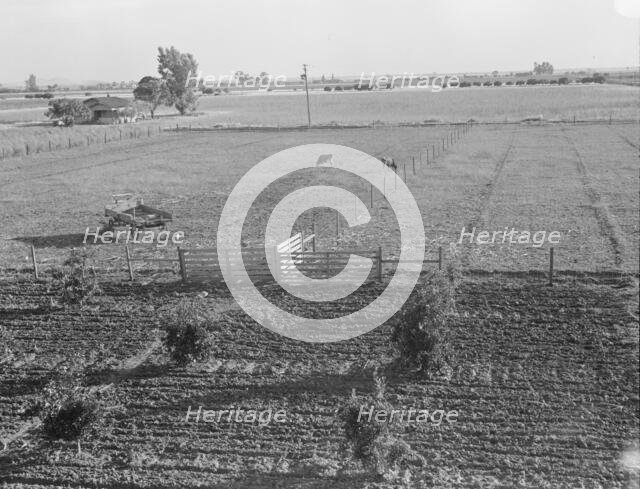 Rural rehabilitation, Tulare County, California, 1938. Creator: Dorothea Lange.