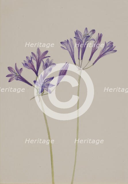 Grass Nut (Brodiaea laxa), 1933. Creator: Mary Vaux Walcott.