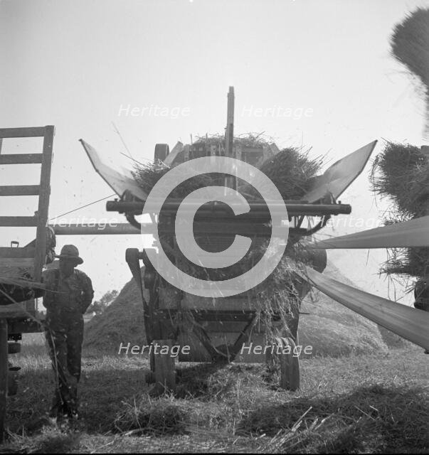 The threshing of oats, Clayton, Indiana, south of Indianapolis, 1936 Creator: Dorothea Lange.