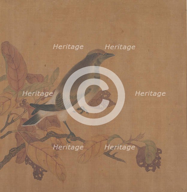 Bird on Branch. Creator: Unknown.