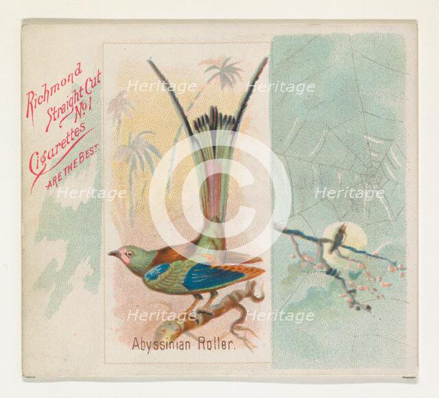 Abyssinian Roller, from the Song Birds of the World series (N42) for Allen & Ginter Cigare..., 1890. Creator: Allen & Ginter.