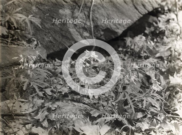 Wildflowers in bloom, between 1915 and 1935. Creator: Frances Benjamin Johnston.