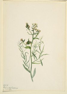 Bastard Toadflax (Comandra pallida), 1923. Creator: Mary Vaux Walcott.