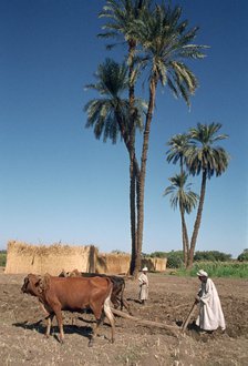 Farmer with an ox-drawn plough, Dendera, Egypt.