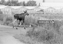 An elk seeming to follow a road sign. Glumslöv, Sweden, 1981. Artist: Unknown