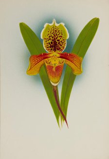 Orchid: Cypripedium, 1907. Creator: Frederick William Bolas.