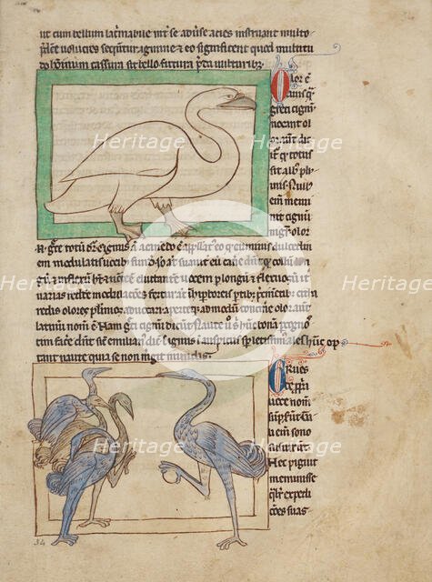 A Swan; Cranes; Northumberland Bestiary, about 1250-1260. Creator: Unknown.