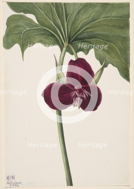Sweet Trillium (Trillium vasyi), 1934. Creator: Mary Vaux Walcott.