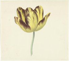 Tulip called Bizard Le Febure No. 1, 1741-1795. Creator: Cornelis van Noorde.