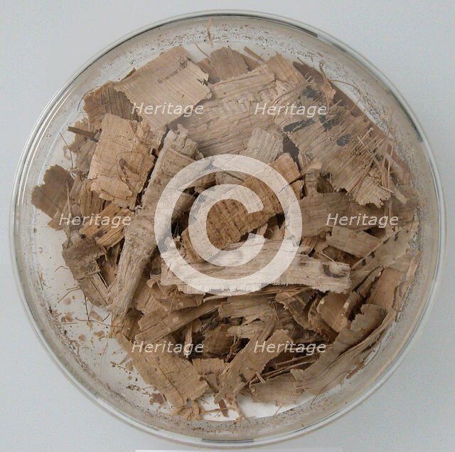 Papyri Fragments, Coptic, 7th century. Creator: Unknown.