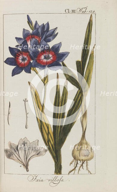 Auswahl schöner und seltener Gewächse, 1795-1798. Creator: Zorn, Johannes (1739-1799).