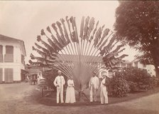 Traveller's Palm or Fan Palm, Singapore, 1860s-70s. Creator: Unknown.