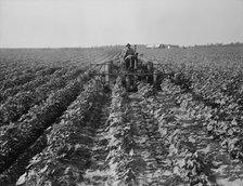 Tractors on Lake Dick project, Arkansas, 1938. Creator: Dorothea Lange.