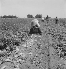 Potato pickers, near Shafter, California, 1937. Creator: Dorothea Lange.