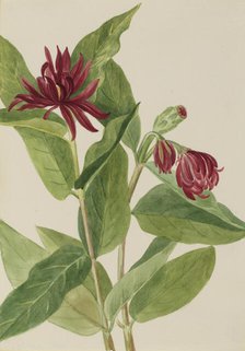 Spicebush (Calycanthus occidentalis), early 1930s. Creator: Mary Vaux Walcott.